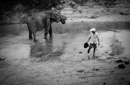 Sheila, salah satu gajah dari 40-an gajah di Pusat latihan Gajah (PLG) Tahura, Minas menunggu untuk dimandikan pawangnya.