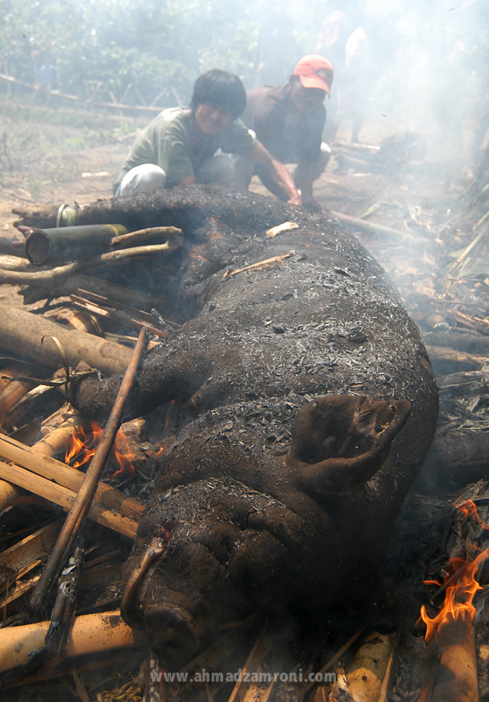 BABI. Seekor babi sedang dipanggang oleh dua orang Toraja. Puluhan hingga ratusan babi akan banyak disembelih dan juga dipanggang dalam acara semacam ini. Funeral, Toraja, Indonesia